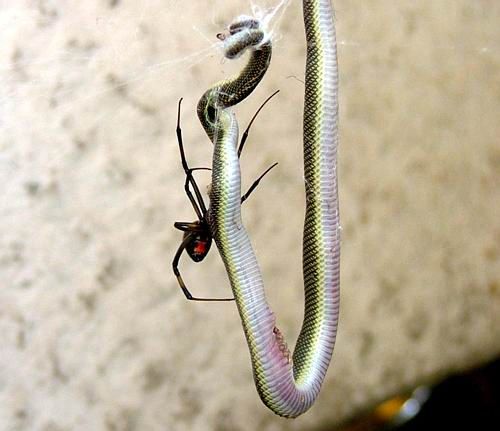 redback1.jpg