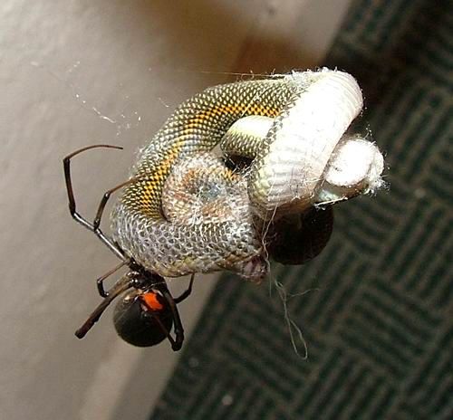 redback4.jpg