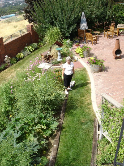 The upper garden.  The little red tomato plant from Hell!