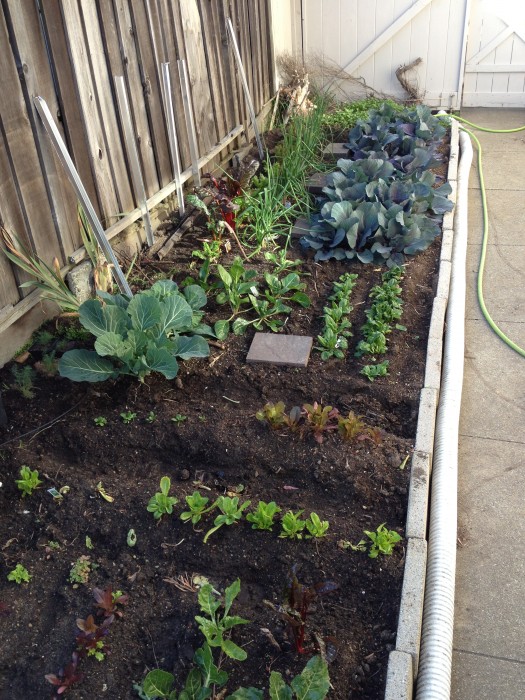 lettuce, onions, cabbage, chard, collards