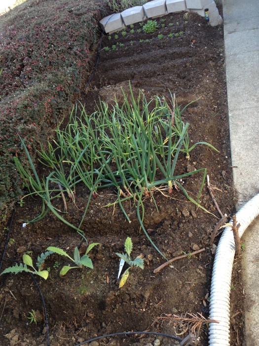 artichokes, onions, and garlic, cilantro and carrots in the back