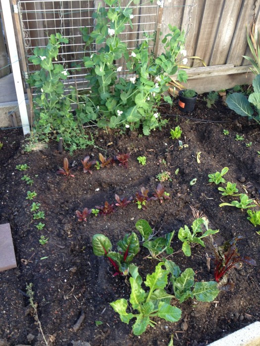 Peas, lettuce, spinach