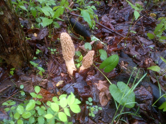 Moon morel 4.jpg