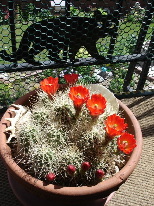 June 001.jpg (1.93 MiB) Viewed 11802 times In June the cactus bloomed their spiney little hearts out!