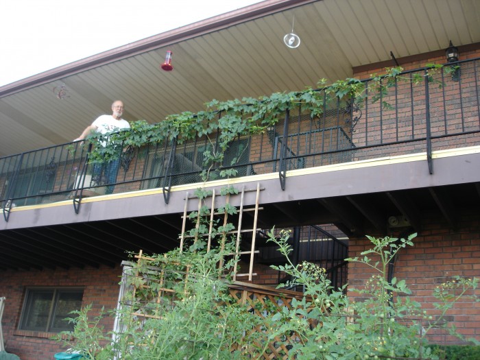 Back yard vines 002.jpg (2.37 MiB) Viewed 11782 times Our hops are going strong!