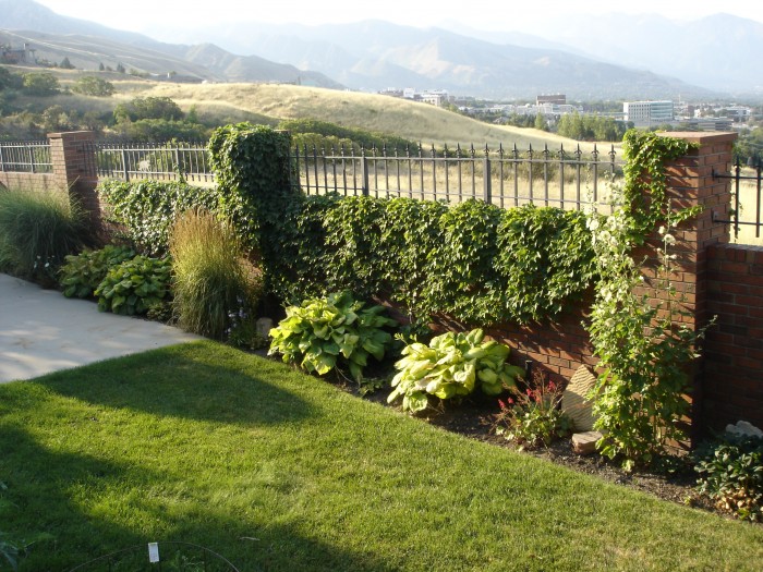 Back yard vines 003.jpg (2.16 MiB) Viewed 11782 times So is our ivy.